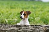 JACK RUSSEL 192